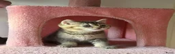 British Longhair cats for sale: Beautiful British Shorthair Tabby Kitten - Advert 12