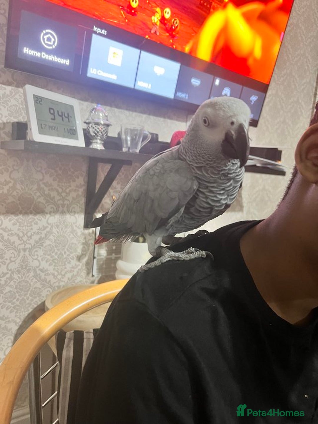 Parrots birds for sale: Beautiful Tame African grey - Image 1