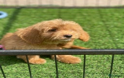 Cockapoo dogs for sale: Adorable F1 cockapoo pups NOW READY  - Image 16