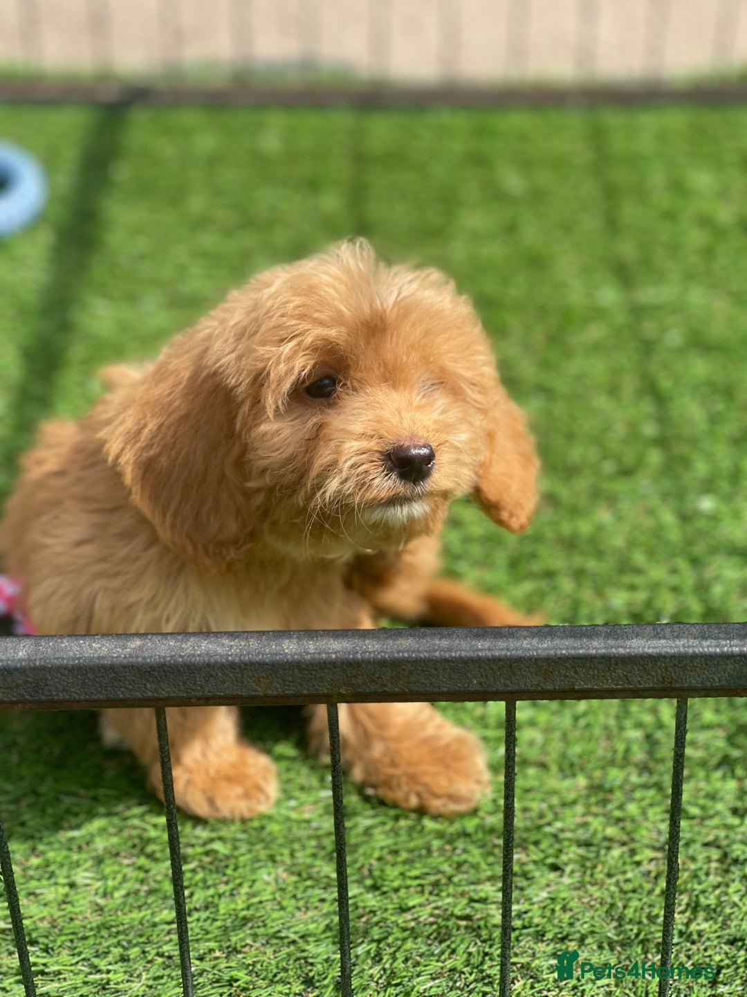 Cockapoo dogs for sale: Adorable F1 cockapoo pups NOW READY  - Image 16