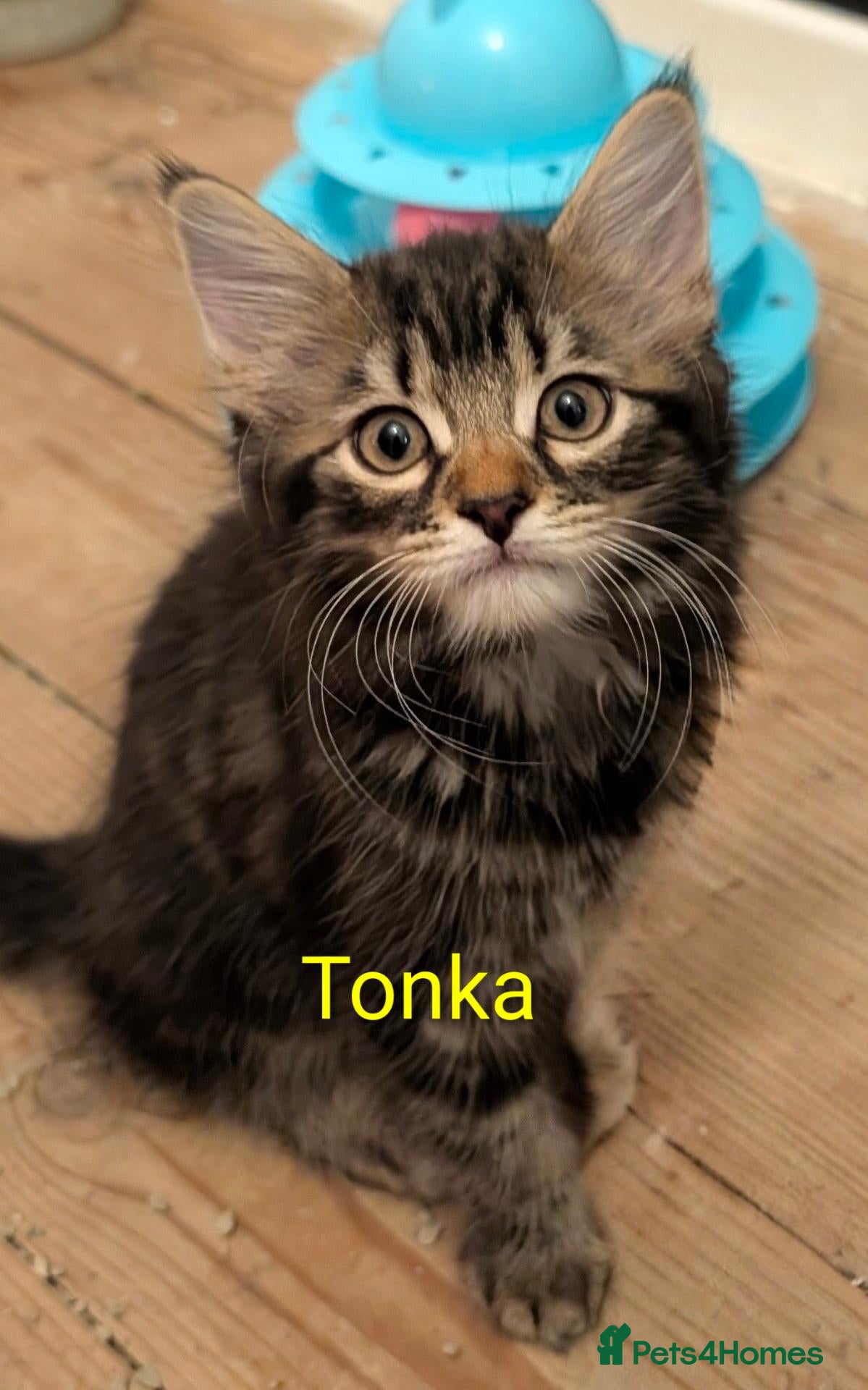 Domestic Shorthair cats READY TO LEAVE NOW🩵🩷 - Advert 2