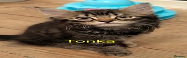 Tonka 