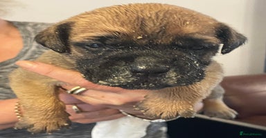 Bullmastiff dogs - Advert 14