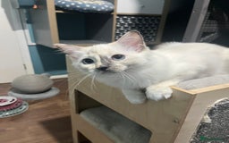 Ragdoll cats for sale: GCCF Ragdoll kittens ready now - Image 22