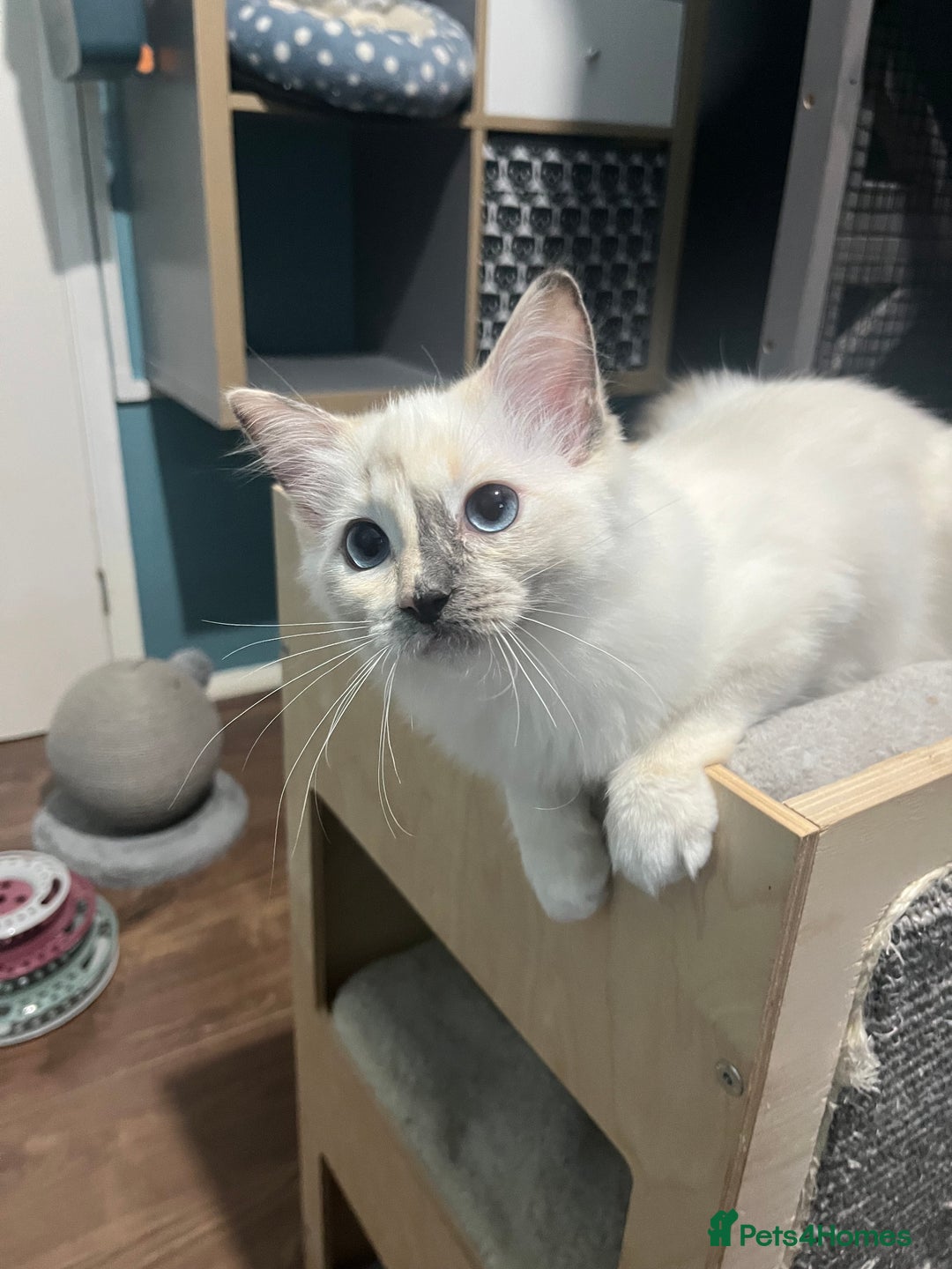 Ragdoll cats for sale: GCCF Ragdoll kittens ready now - Image 22