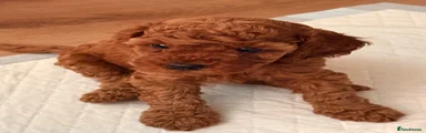 Cavapoo 5 Mrs Red
