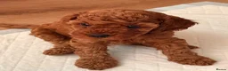 Cavapoo dogs for sale: Stunning Fox red F1b cavapoo puppies in Cranbrook - Advert 15