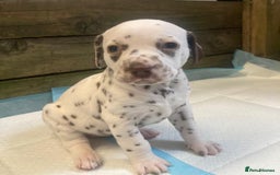 Dalmatian dogs for sale: KC Dalmatian Puppies  - Image 17