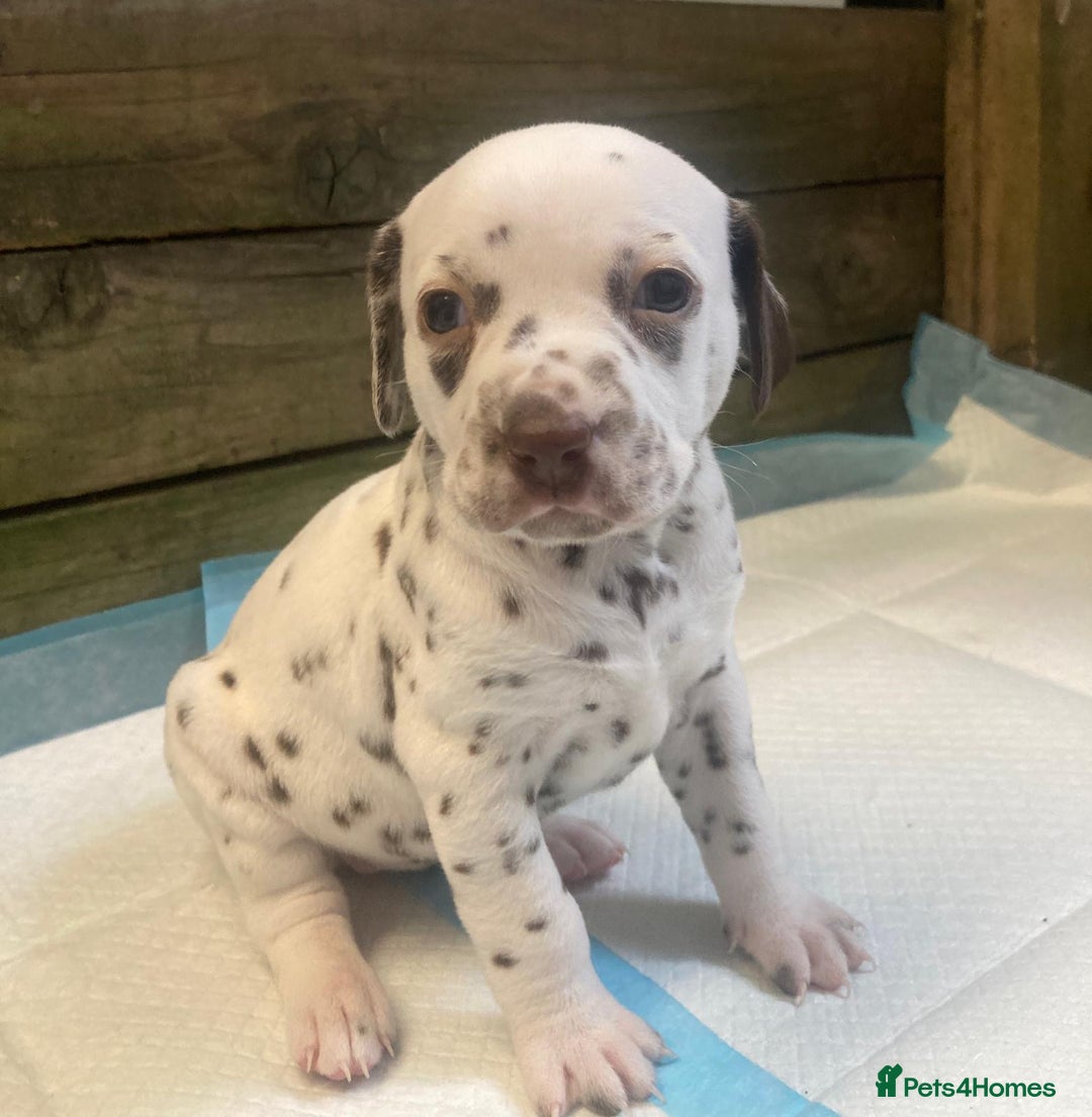 Dalmatian dogs for sale: KC Dalmatian Puppies  - Image 17