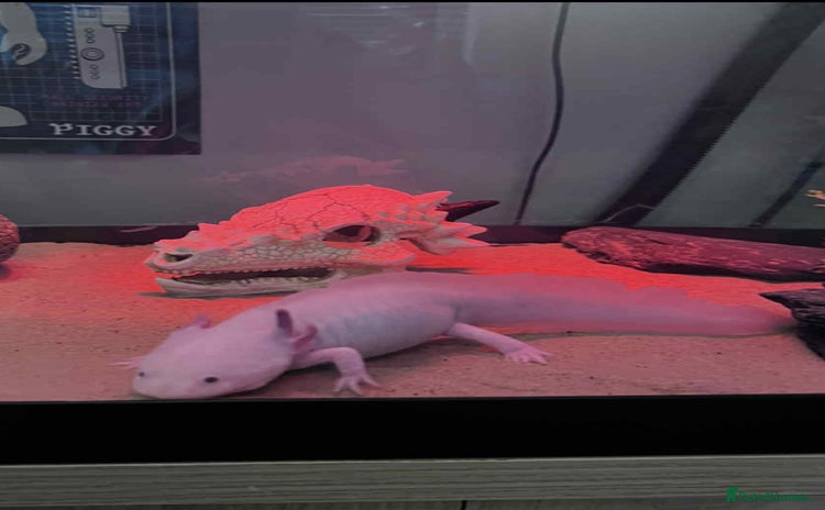Axolotl reptiles - Advert 1