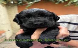 Flat coated Retriever dogs for sale: KC Registered puppies from outstanding parents. - Image 17