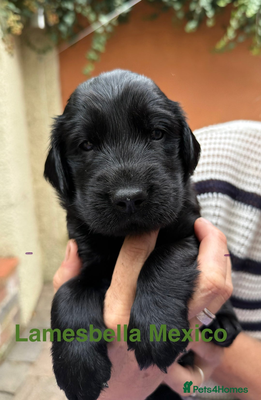 Flat coated Retriever dogs for sale: KC Registered puppies from outstanding parents. - Image 17