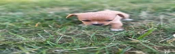 Mixed Breed dogs for sale: Beautiful pomjacks for sale - Advert 7
