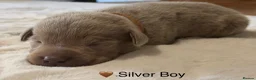 Labrador Retriever dogs for sale: Stunning Silver Charcoal Champagne Labrador pups - Advert 19