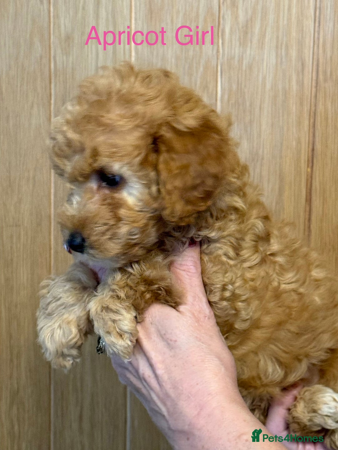 Cockapoo dogs for sale: F2Bb Cockapoo puppies  - Advert 9