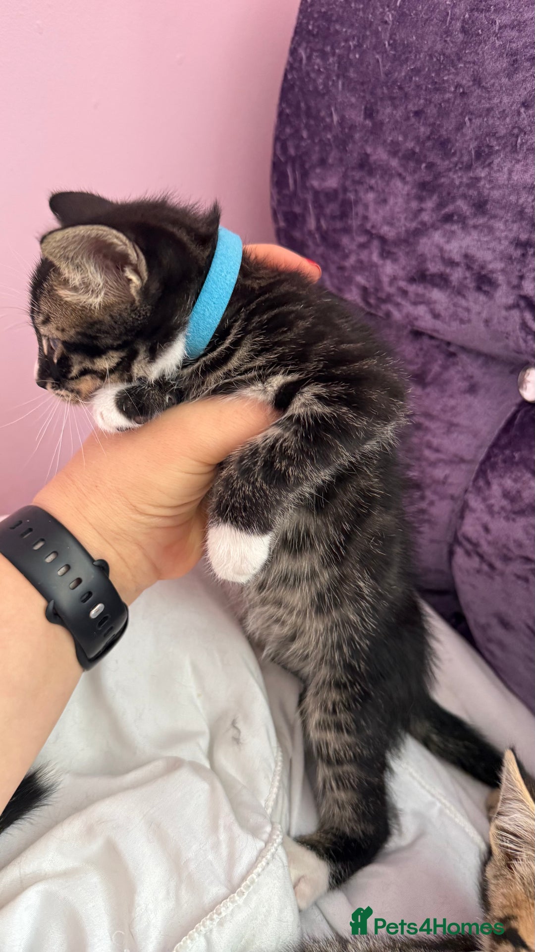 Mixed Breed cats for sale: Mixed bengal kittens - Advert 13