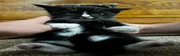 Mixed Breed cats for sale: Last ones remaining  - Advert 10