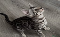 Bengal cats for sale: Breed quality silver bengal kittens 🐆💎🤍🩶🖤 - Image 8