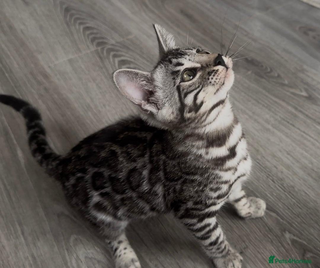 Bengal cats for sale: Breed quality silver bengal kittens 🐆💎🤍🩶🖤 - Image 8