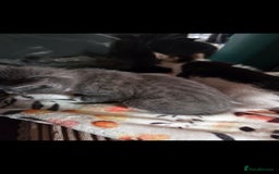 Mixed Breed cats for sale: Kittens ready now  - Image 5