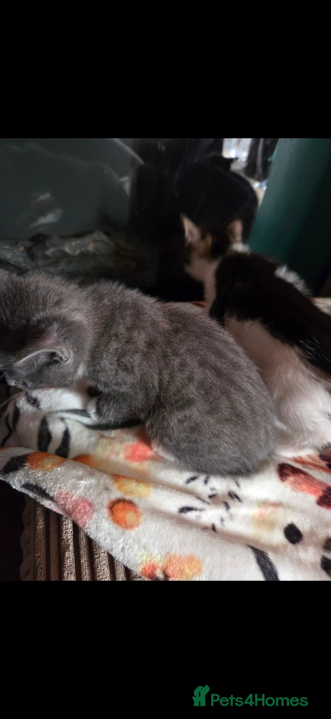 Mixed Breed cats for sale: Kittens ready now  - Image 5