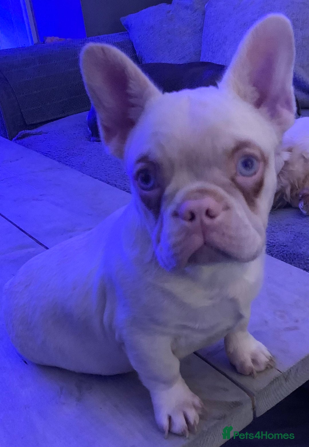 French Bulldog dogs for sale: Platinum French Bulldog 12 months old - Advert 4