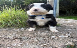 Bearded Collie dogs for sale: 🚨3/4 BEAUTIFUL BEARDIE PUPPIES 🚨 - Image 21