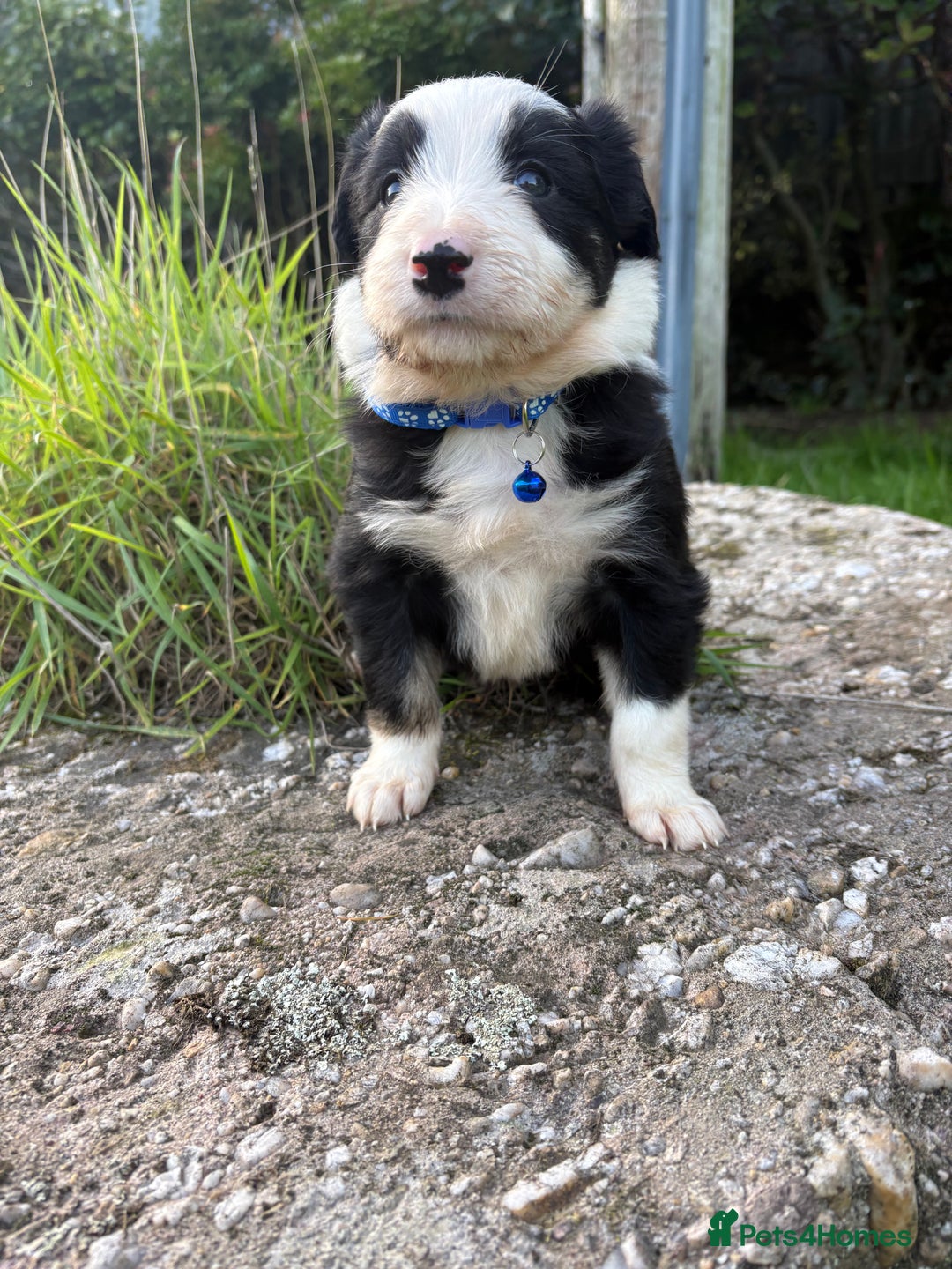 Bearded Collie dogs for sale: 🚨3/4 BEAUTIFUL BEARDIE PUPPIES 🚨 - Image 21