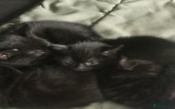 Mixed Breed cats for sale: Kittens for sale - Image 13