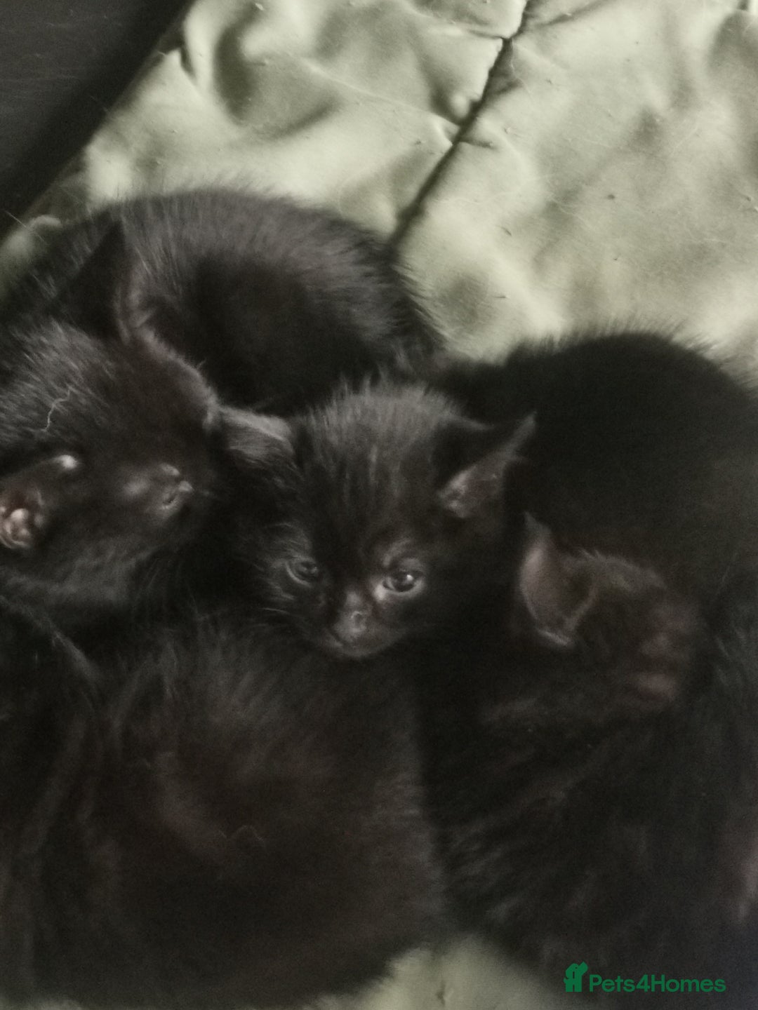 Mixed Breed cats for sale: Kittens for sale - Image 13