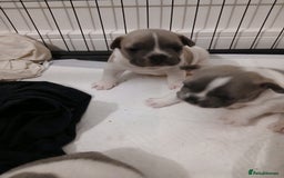 French Bulldog dogs for sale: French bulldog puppies 2 boys 1 girl left in Chatham - Image 20
