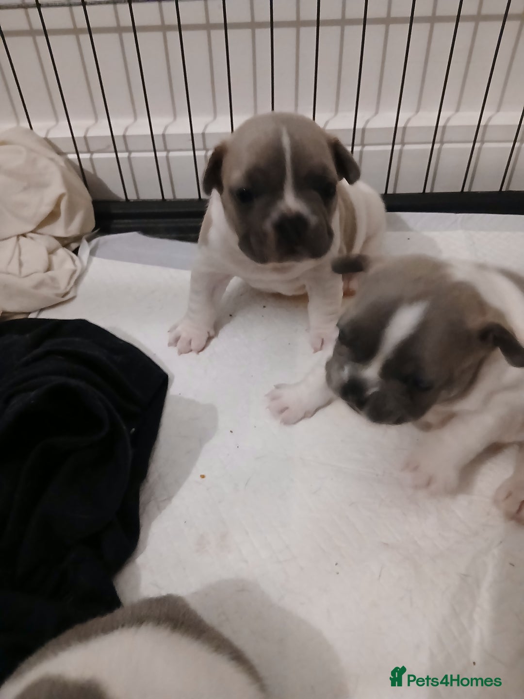 French Bulldog dogs for sale: French bulldog puppies 2 boys 1 girl left in Chatham - Image 20