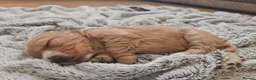 Cocker Spaniel dogs for sale: 3 golden Cocker Spaniels  - Advert 37