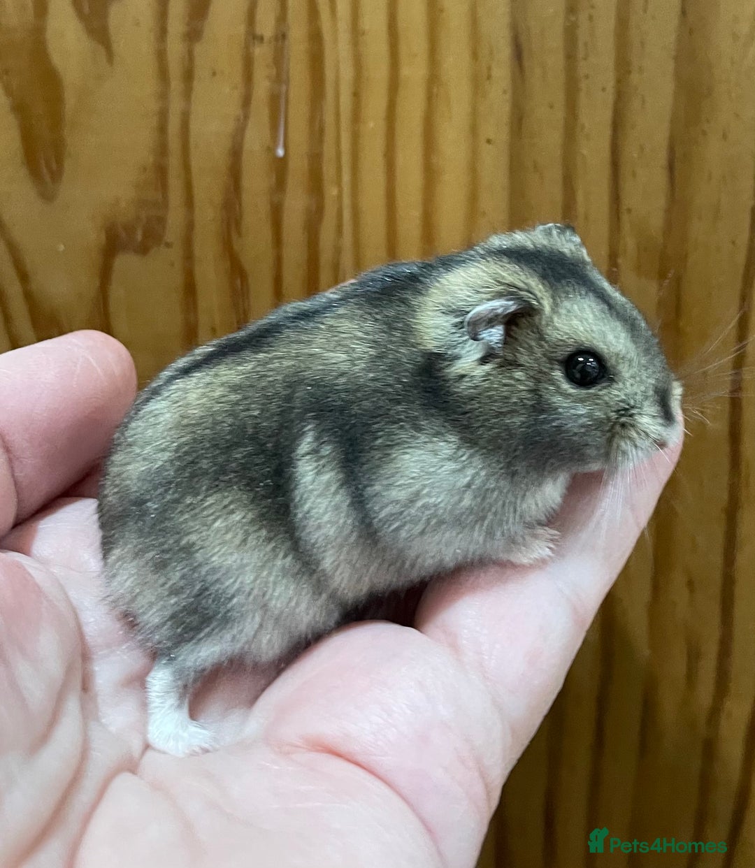 Hamster rodents for sale: Young female Winter White Russian hamster. - Advert 5