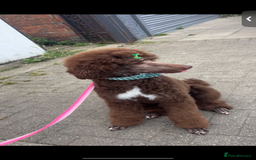 Standard Poodle dogs for sale: Standard poodle  - Image 5