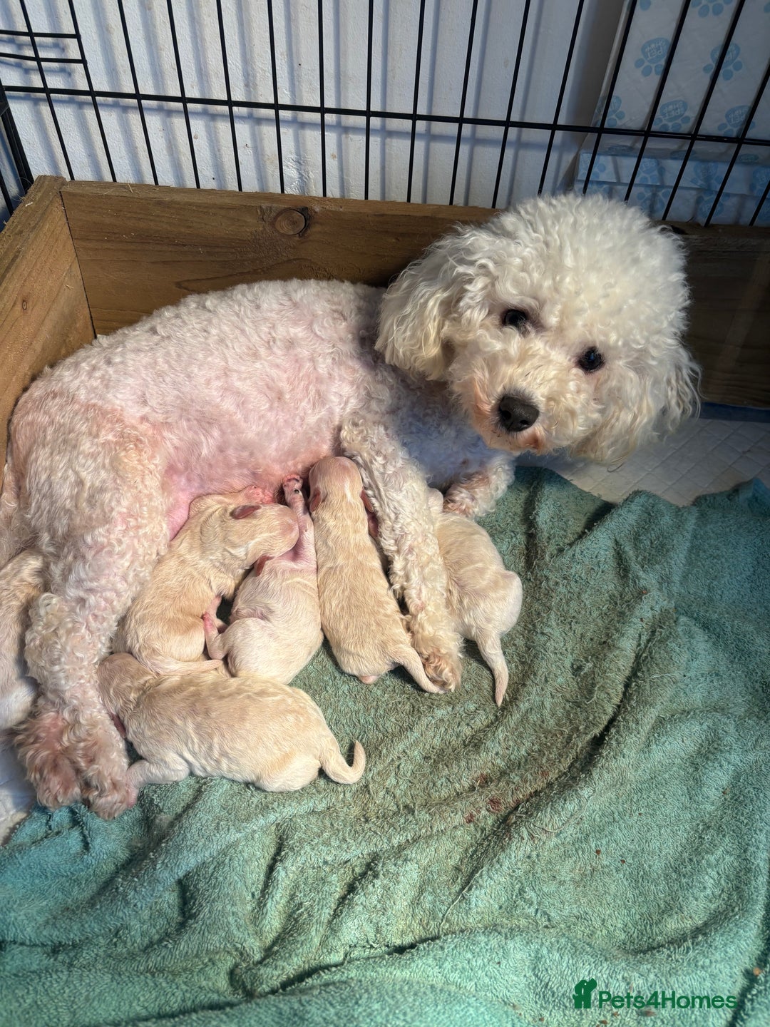 Poochon dogs for sale: Beautiful fluffy puppies  - Advert 17