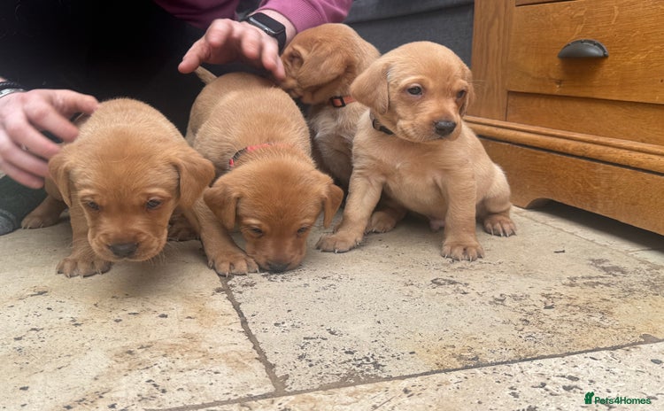 Labrador Retriever dogs - Advert 15