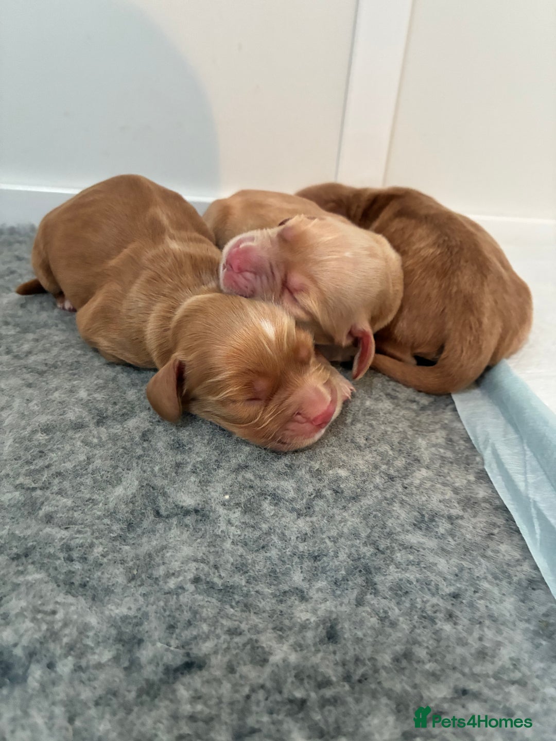 Cocker Spaniel dogs for sale: KC Registered and Vet checked Pups - Advert 6