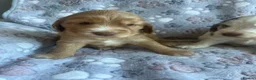 Cocker Spaniel dogs for sale: Fabulous show type KC reg health tested.   - Advert 5