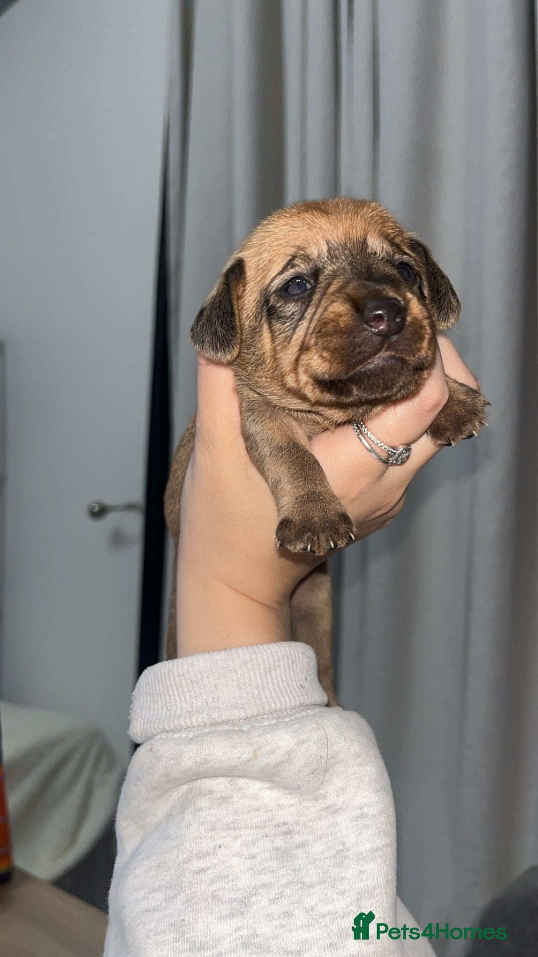Mixed Breed dogs for sale: Puppies ready to leave in July  in Nelson - Image 1
