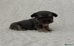 French Bulldog dogs for sale: French bulldog pups - pink and fluffy carries  - Image 3