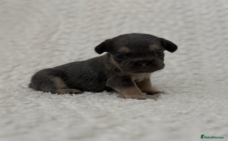 French Bulldog dogs - Advert 6