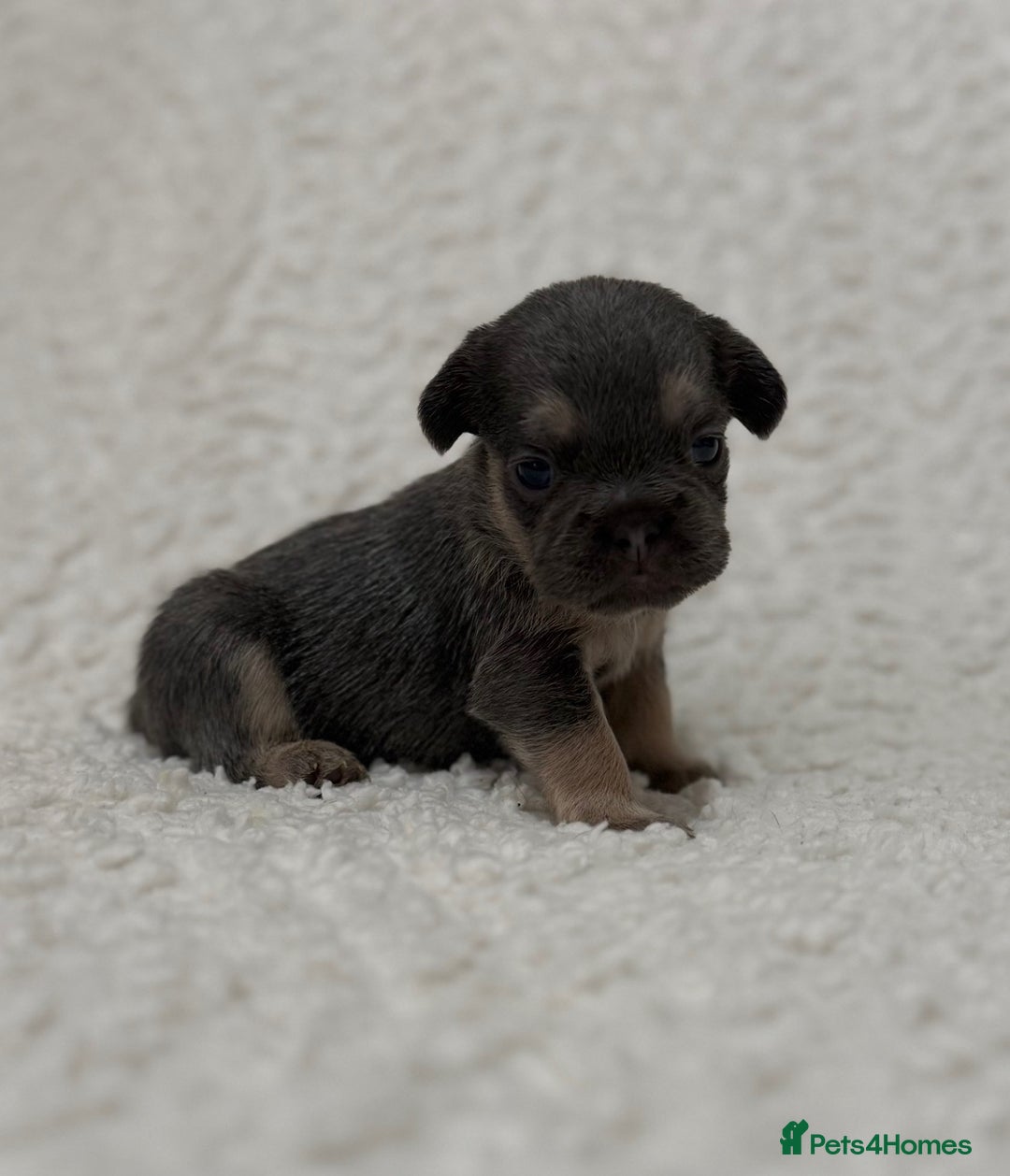 French Bulldog dogs for sale: French bulldog pups - pink and fluffy carries  - Image 3