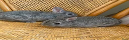 Netherland Dwarf rabbits for sale: 2 handsome pure bred Netherland Dwarf rabbits - Advert 24