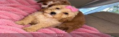 Toy Poodle 4