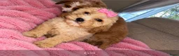 Toy Poodle dogs for sale: Toy poodle pups  - Advert 4