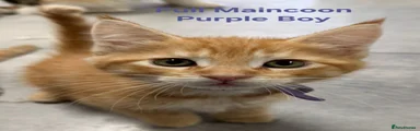 Maine Coon Kitten Purple 