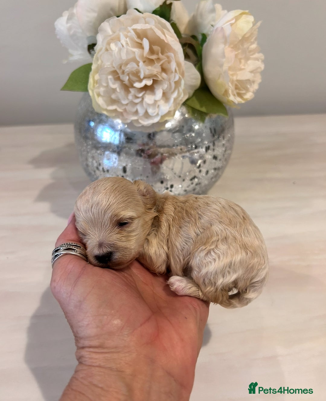 Maltipoo dogs for sale: Red teeny tiny maltipoo puppy - Advert 11