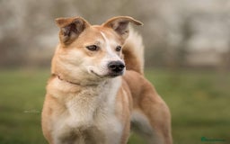 Mixed Breed dogs for adoption: Meet Honey, currently residing in Cheshire  - Image 2
