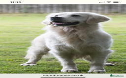 Golden Retriever dogs for sale: Beautiful litter of golden retriever puppies  - Image 6